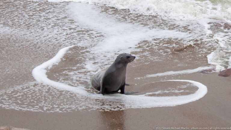Single Cape fur seal sitting upright on wet sand, nearly encircled by a curved line of white sea foam in the shallow surf.