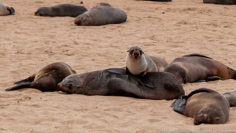 Juvenile Cape fur seal sitting upright on the back of a larger resting seal, surrounded by other resting seals on the sand at Cape Cross, Namibia.