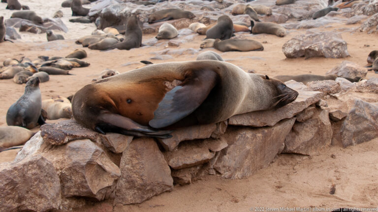 Two Cape fur seals with reddish-brown and gray coats sleep in close contact on a rough stone ledge.
