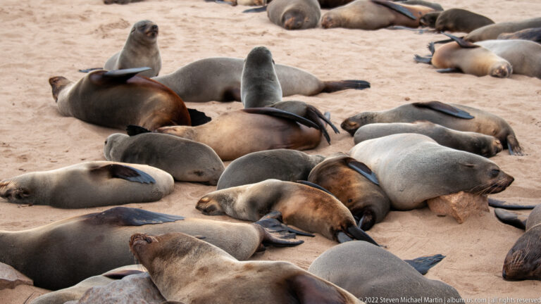 Dense group of Cape fur seals (Arctocephalus pusillus pusillus) lying close together on a pale sandy beach.