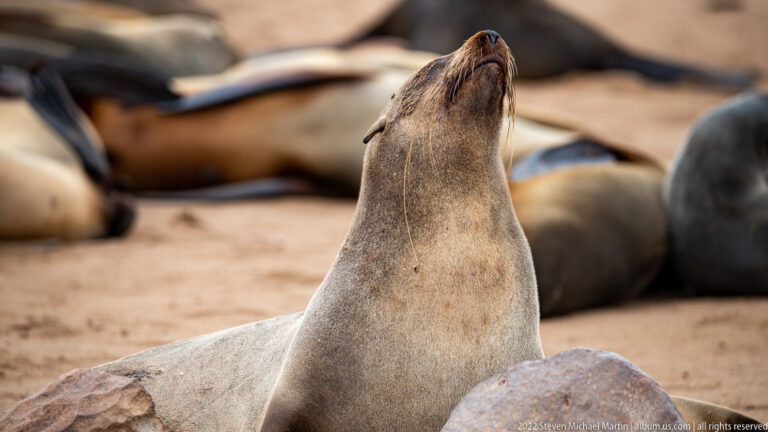 Close portrait of a Cape fur seal at Cape Cross extending its neck and raising its whiskered muzzle upward among out-of-focus seals and rocks.