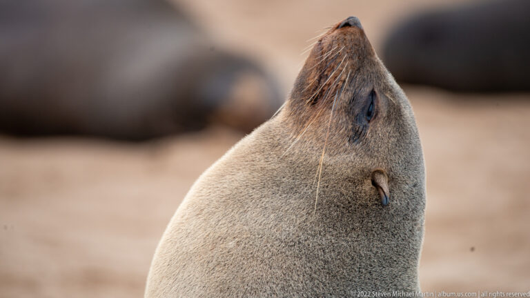 Tight close-up profile of a Cape fur seal at Cape Cross with its head tilted upward, showing a small external ear and long whiskers.