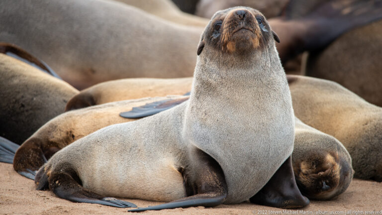 Upright Cape fur seal with pale chest supported on its foreflippers among reclining Cape fur seals in a dense colony at Cape Cross, Namibia.