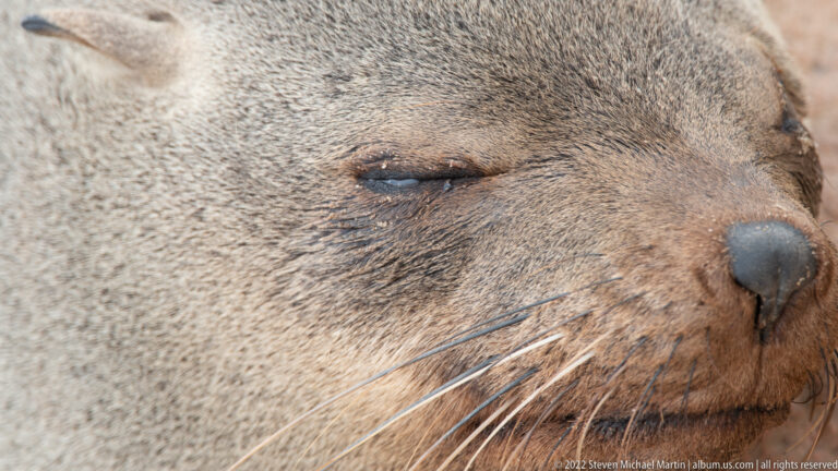 Extreme close-up of a resting Cape fur seal’s closed eye with dense fur and long whiskers.
