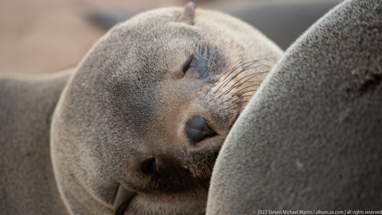 Tight close-up of a young-looking Cape fur seal sleeping with its head pressed against the body of a neighboring seal.