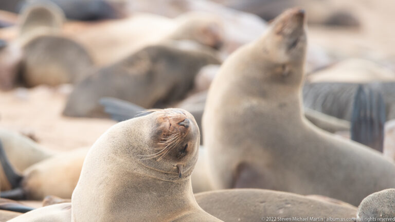 Two Cape fur seals in a colony at Cape Cross, Namibia, both lifting their muzzles upward while other seals blur into the background.