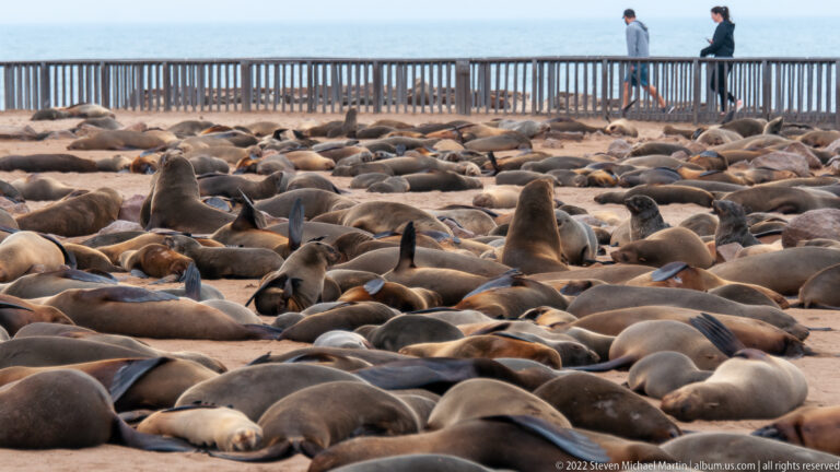 Hundreds of Cape fur seals crowd the sandy shore below an elevated wooden boardwalk with two visitors walking behind the railing.