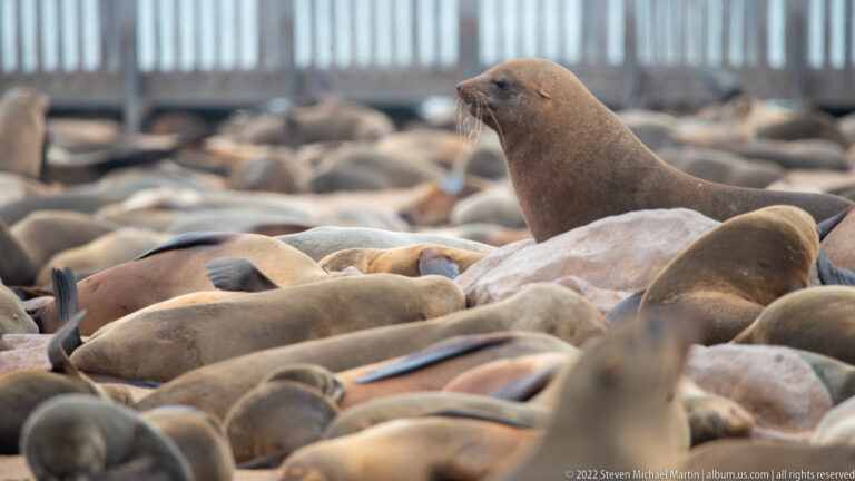 Upright brown Cape fur seal in profile above a crowded mass of resting seals with a blurred visitor boardwalk in the background.