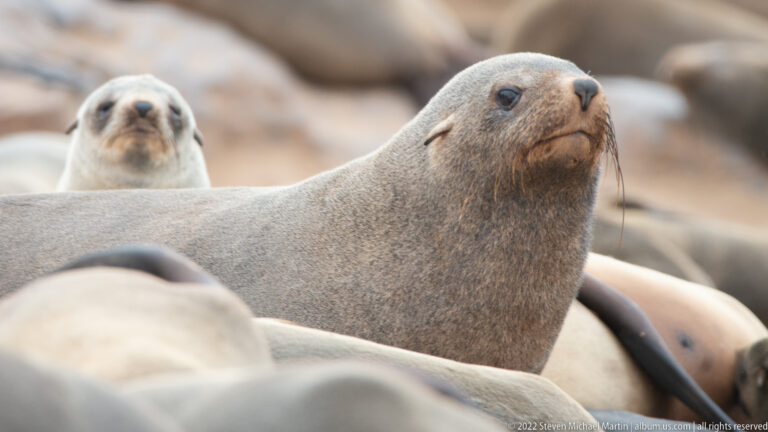 Close-profile portrait of an alert Cape fur seal at Cape Cross, head raised with external ear and long whiskers visible against blurred seals in the background.