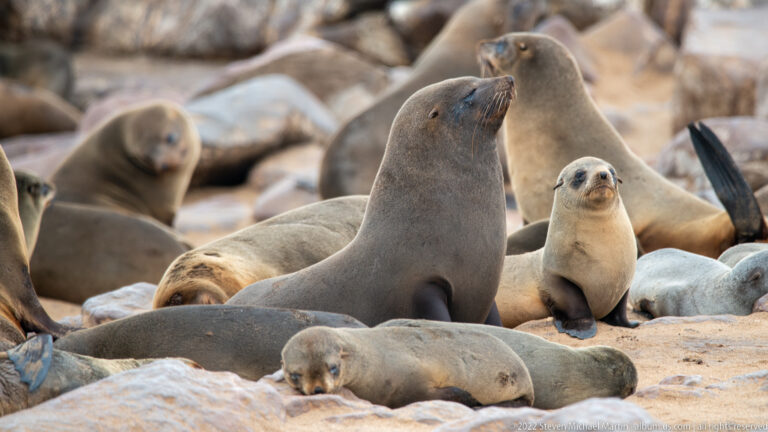 Mixed-age Cape fur seals resting closely together on sand and rocks at Cape Cross, Namibia, with a small pale young seal beside larger adults.