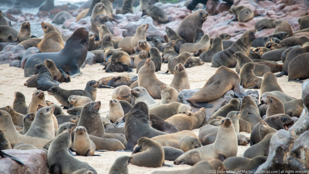 Dense Cape fur seal colony covering the beach at Cape Cross, Namibia, with animals of varying sizes packed closely together.