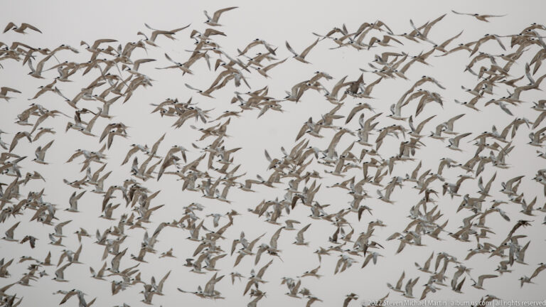 Dense flock of small-to-medium coastal seabirds in coordinated flight against a pale sky, viewed from a distance with no land visible.
