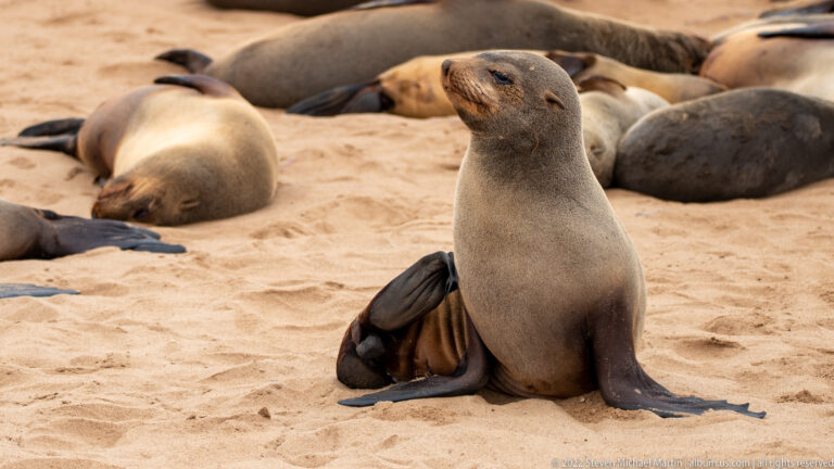 Adult Cape fur seal upright on sand with a very small dark-coated pup tucked against its side, surrounded by resting seals at Cape Cross, Namibia.