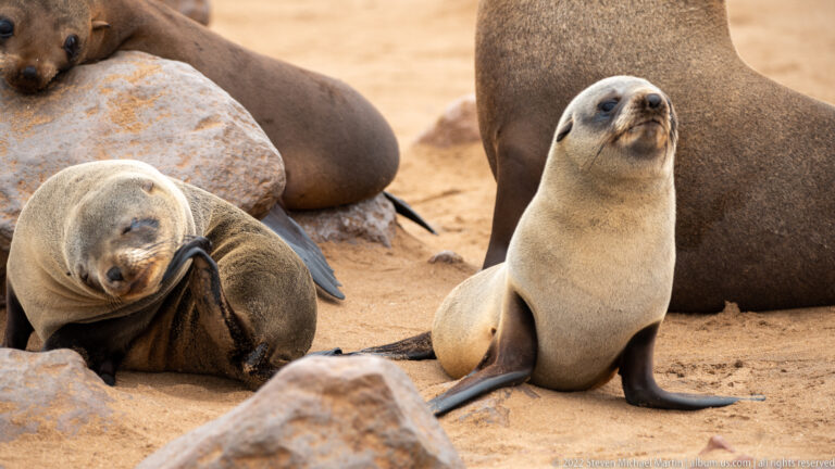 Pale juvenile Cape fur seal sitting upright among larger, darker seals on sand and rocks.
