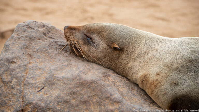 Close view of a sleeping Cape fur seal with its head resting on a large reddish-brown coastal rock.