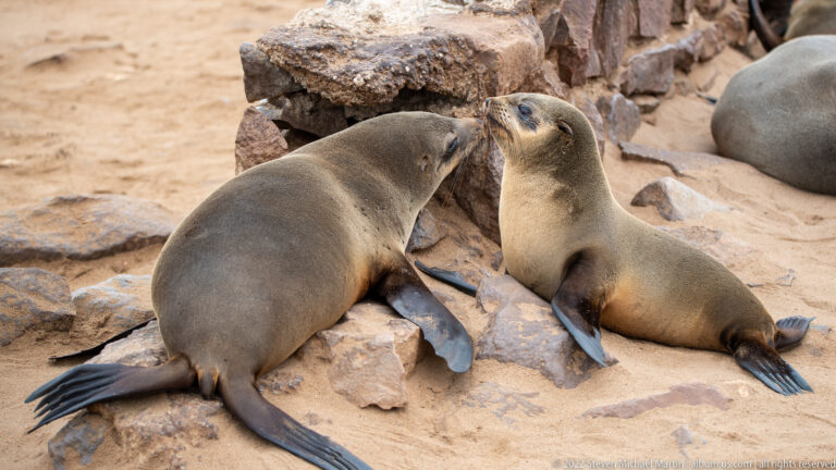 Two young Cape fur seals on rocks at Cape Cross, facing each other with noses touching.