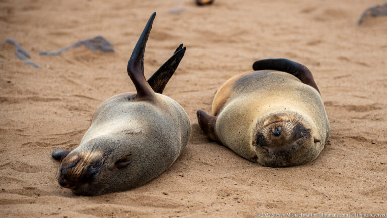 Two Cape fur seals lie belly-up side by side on smooth sand, one with its hind flippers raised and the other facing the camera.