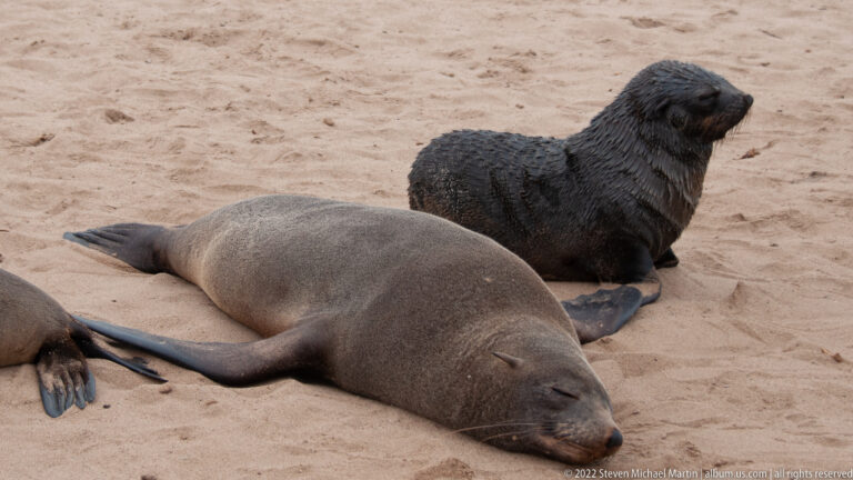 Adult Cape fur seal lying on sandy beach with a smaller, darker juvenile sitting upright behind it at Cape Cross.