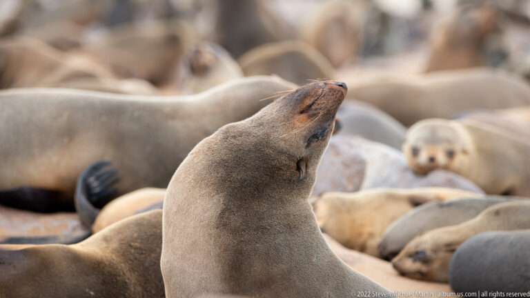 Close wildlife portrait of a Cape fur seal at Cape Cross stretching its neck upward with its muzzle raised, long whiskers visible and other seals blurred in the background.