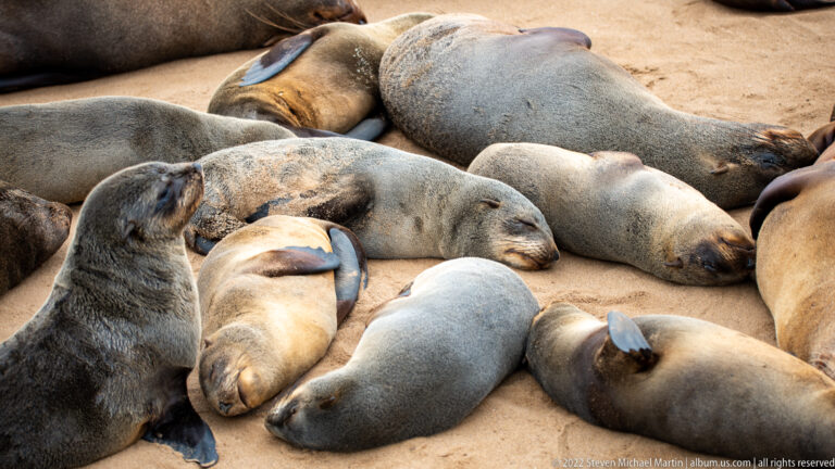 Several Cape fur seals sleep closely together on sandy ground at Cape Cross, Namibia, their overlapping bodies showing varied coat colors.