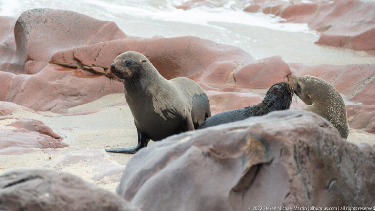 Wet Cape fur seal standing upright among reddish rocks in the surf zone at Cape Cross, with waves and other seals partly visible behind.