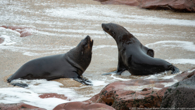 Two wet Cape fur seals, their fur appearing nearly black, lift their heads toward each other in shallow foamy water among reddish rocks at Cape Cross.
