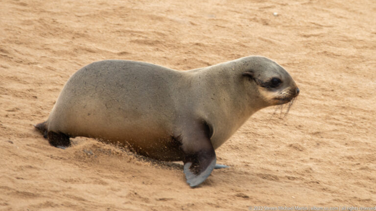 Side view of a young Cape fur seal moving across sand with its body lifted on planted foreflippers.