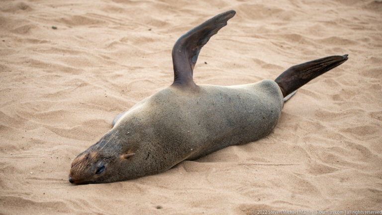 Cape fur seal lying on its back in the sand with one foreflipper and both hind flippers raised.