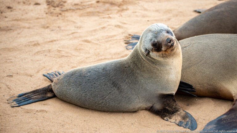 Pale juvenile Cape fur seal sitting upright on open sand, facing the camera, at Cape Cross in Namibia.