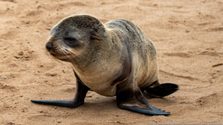 Juvenile Cape fur seal standing on sand at Cape Cross in a four-limbed stance, body supported by foreflippers and hind limbs with visible folds along its dark, slightly wet torso.
