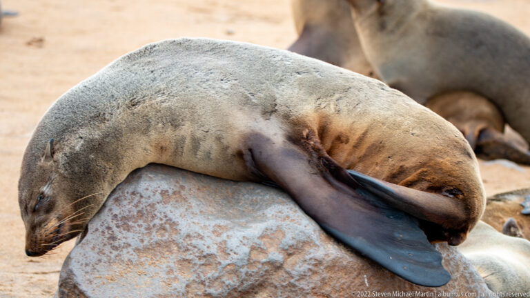 Close view of a sleeping Cape fur seal lying over a rounded boulder with one foreflipper folded across its face.