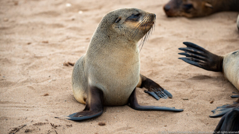 Juvenile Cape fur seal sitting upright on sandy ground with eyes closed and muzzle raised, foreflippers extended to either side.