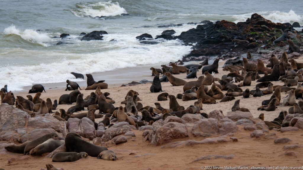 Wide view of Cape fur seals crowded on sandy beach and dark rocks along the Atlantic surf at Cape Cross, Namibia.