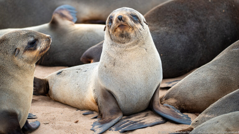 Pale juvenile Cape fur seal sitting upright among larger, darker adult Cape fur seals in a resting group.
