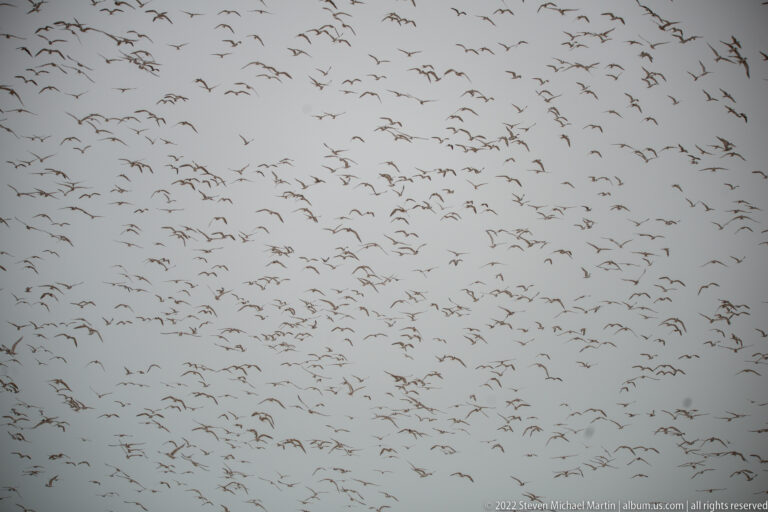 Large flock of seabirds silhouetted against an overcast sky at Cape Cross, Namibia.