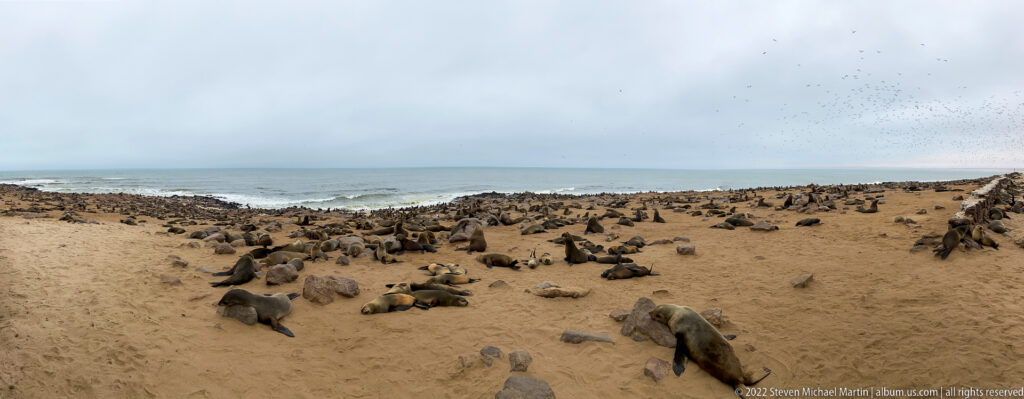 Wide panoramic view of a large Cape fur seal colony spread across sandy beach and rocks beside breaking Atlantic waves at Cape Cross under an overcast sky.