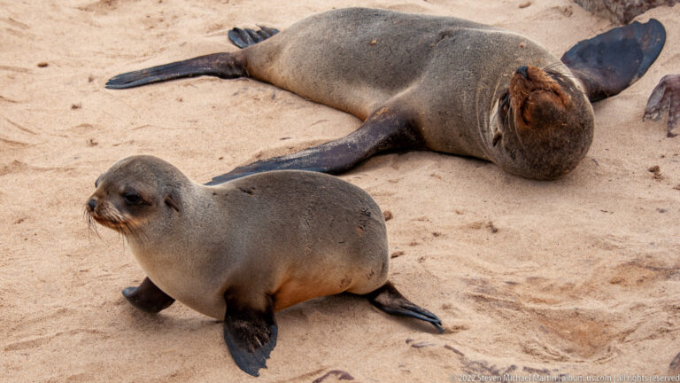 Juvenile Cape fur seal facing the camera with foreflippers braced on the sand, an adult seal resting behind it on the beach.