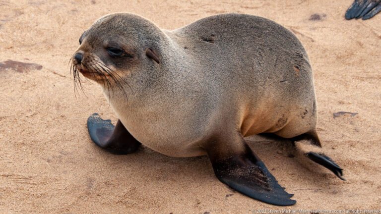 Close portrait of a juvenile Cape fur seal sitting upright on sandy ground with foreflippers spread and head turned to the left.