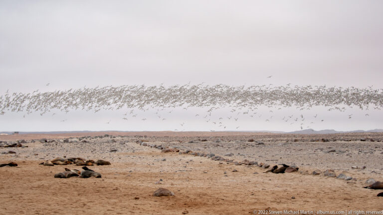 Wide view of a dense flock of seabirds flying in a horizontal band over scattered Cape fur seals on a flat, treeless coastal plain at Cape Cross, Namibia.