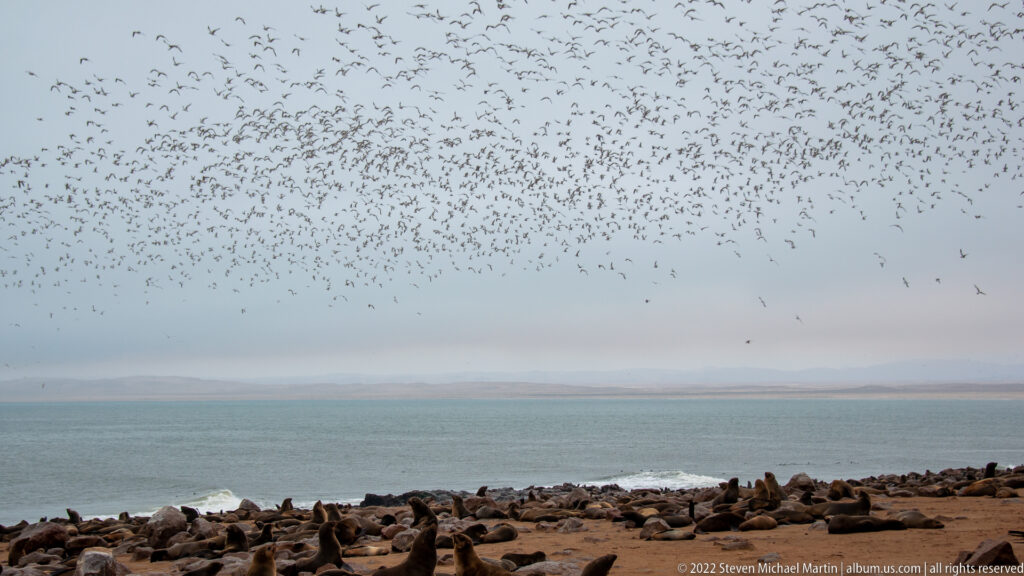 Wide view of thousands of seabirds flying above a dense Cape fur seal colony on the rocky Atlantic coast at Cape Cross, Namibia.