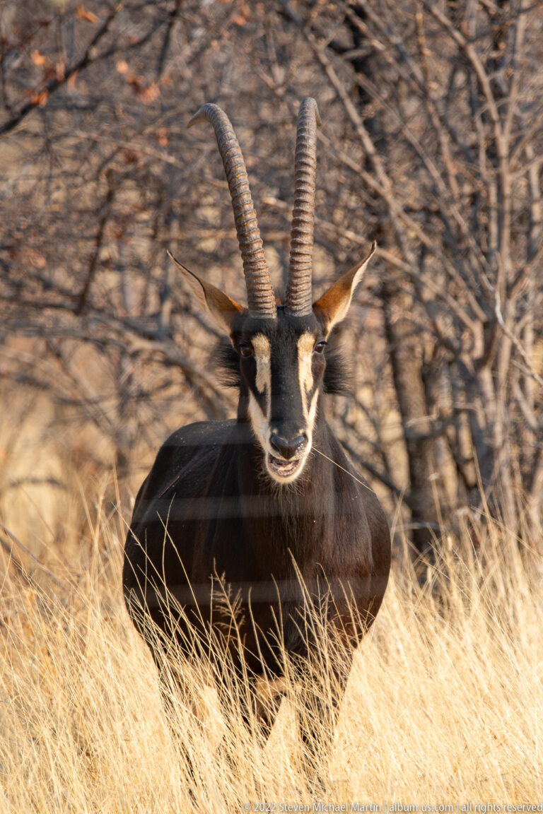 Adult sable antelope resting in golden dry grass, facing forward with long ringed horns and bold white facial markings.