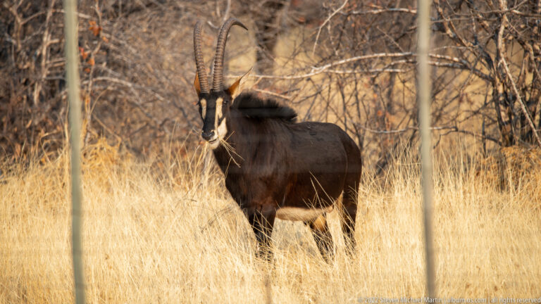 Standing sable antelope in dry grass and thorn scrub, partly obscured by vertical fence wires.