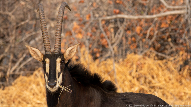 Close view of a sable antelope’s face and shoulders with tall ringed horns, white facial stripes, and dry grass at its mouth.
