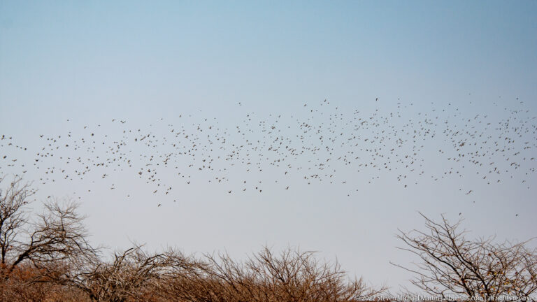 Large flock of small birds flying across a pale blue sky above dry thorn trees.