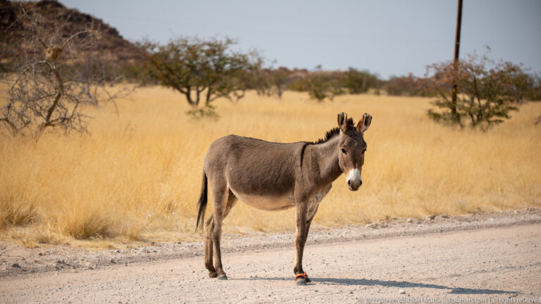 Gray-brown domestic donkey standing beside a gravel road in tall golden grass, facing the camera with upright ears.