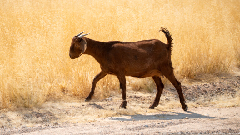 Brown domestic goat walking across pale roadside ground in front of tall golden dry grass.