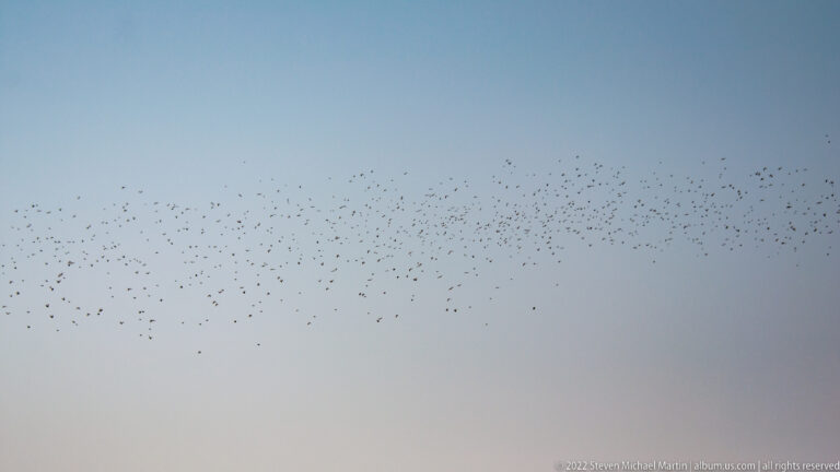 Long, narrow flock of small birds crossing an open pale blue sky.