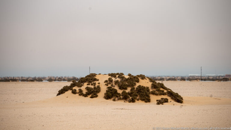 Low sandy mound covered with dense dark shrubs on a flat pale coastal desert plain.