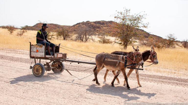 Two harnessed donkeys pulling a seated driver on a small cart along a gravel road in dry grassland.