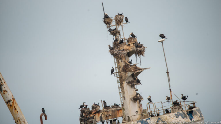 Upper mast of a corroded shipwreck crowded with seabirds perched on platforms, rails, and ladders.